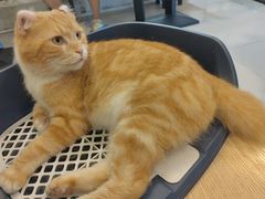 -平行世界·猫咖(首经贸店)