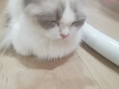 -Bastet sally猫舍购宠(静安店)
