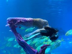 -太平洋海底世界