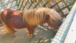 -萌宠亲子动物乐园(槐房万达店)