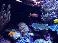 -西雅图水族馆