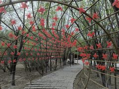 -西青郊野公园