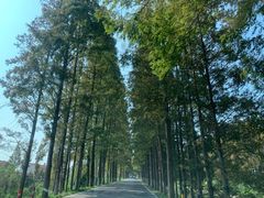 -水杉园