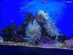 -芜湖新华联大白鲸海洋公园