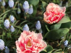 -上海鲜花港