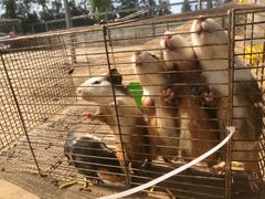 -前小桔亲子创意农场·草莓采摘·露营烧烤