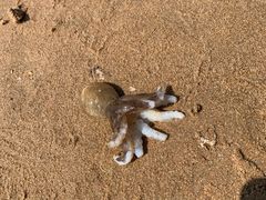 -东戴河风景区-止锚湾