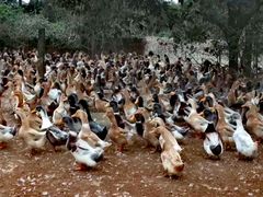 -东寨港红树林旅游区