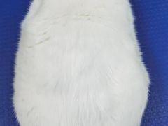 -瑞派动物医院·猫专科·至诚(江南中分院)