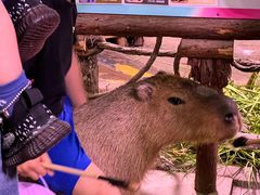 -正佳雨林生态植物园
