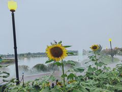 -荷兰花海
