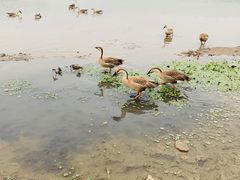 -南海子公园