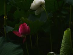 -黄兴公园