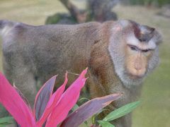 -海南热带野生动植物园