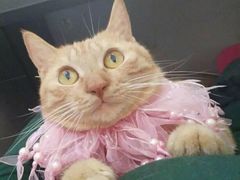 -酷狗靓猫宠物·洗护·美容·寄养(航北路店)