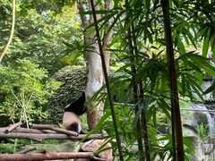 -成都大熊猫繁育研究基地