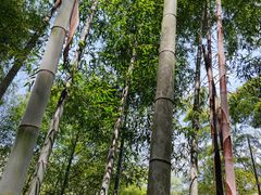 -宁波浙东大竹海景区