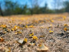 -北京西山国家森林公园