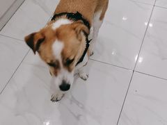 -艾吉宠物医院·疑难杂症转诊中心·猫友好(碧江路院)