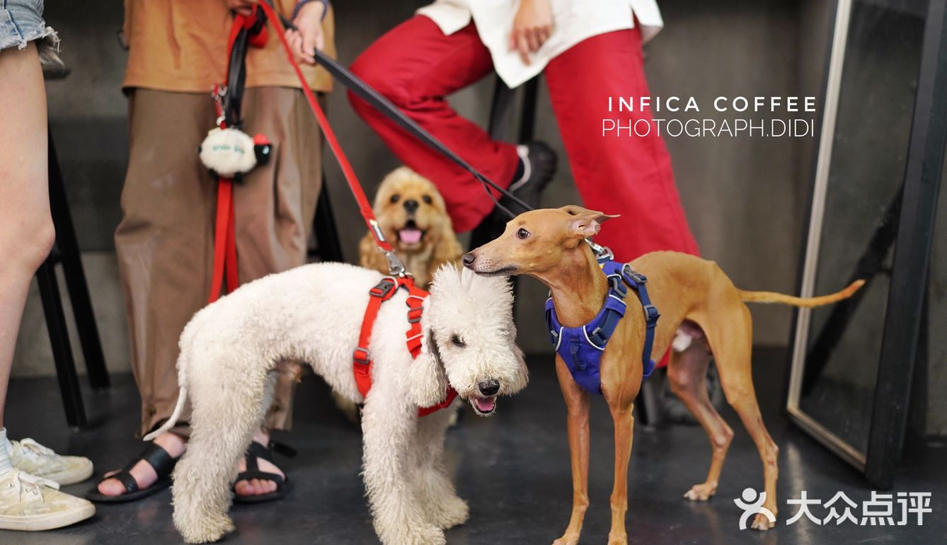 Infica Coffee 不仅咖啡好喝蛋糕好吃，氛围超棒