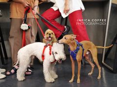 -Infica Coffee