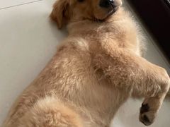 -圆子宠物