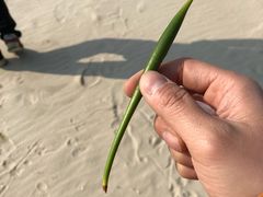 -北海金海湾红树林生态旅游区