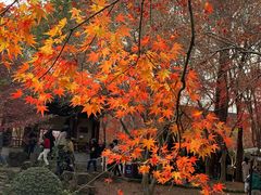 -秋霞圃