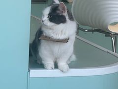 -怪兽屋·羊驼·猫咖·狗咖(俊华广场店)