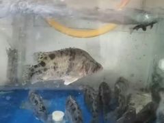 -芦茨金富饭庄·25年老字号·专做稻草鸡