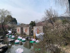 -香雪海