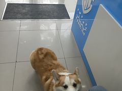 -守诺宠物医院·眼科· 特色牙科·异宠专科(虹口店)