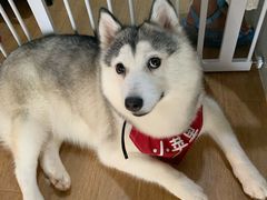 -Husky Go! 哈士奇体验馆·宠物咖啡厅狗咖