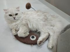 -糯米喵星人·撸猫猫舍咖啡馆(西市场嘉华店)