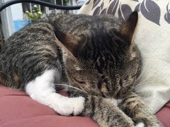 -海边的猫和咖啡馆