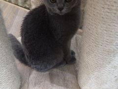 -酷豆宠物咖啡·宠物美食·撸猫馆