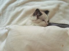 -东方名猫馆·英短金渐层布偶猫舍(环线广场1号楼店)