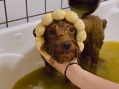 -BABYDOG宝贝狗宠物乐园(欧洲城店)