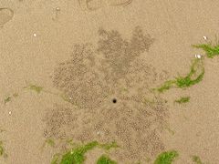 -日照海滨国家森林公园