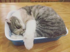 -藦茜花园宠物主题亲子互动体验馆(国顺东路店)