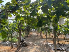 -马陆小张葡萄园农家乐