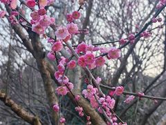 -杭州植物园