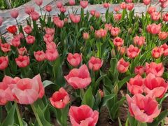 -石家庄市植物园