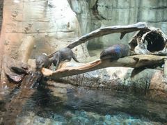 -迪拜水族馆及水下动物园