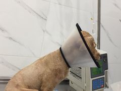-伟伟宠物医院·CT影像中心·瑞派犬猫综合性门诊(汉口总院)