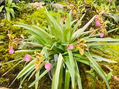 -国家植物园南园