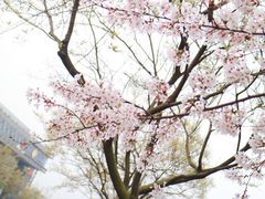 -嘉定紫藤园