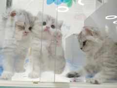 -COLOR PETS 撸猫馆·购猫·猫咖(长风大悦城店)