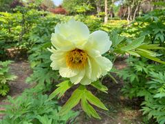 -洛阳市隋唐城遗址植物园