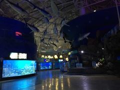 -烟台海昌鲸鲨海洋公园